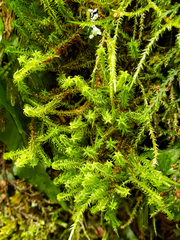 Zygodon pentastichus