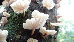 Marasmiellus alliiodorus