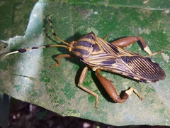 Spathophora