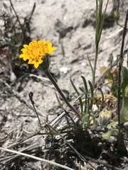 Chaenactis glabriuscula var. lanosa