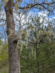 Usnea trichodea