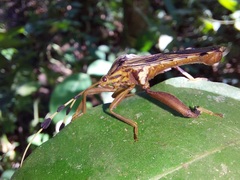 Spathophora