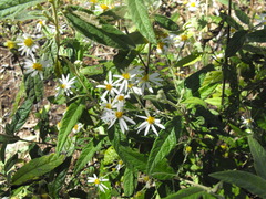 Olearia canescens