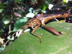 Spathophora