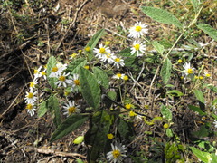 Olearia canescens