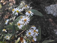 Olearia canescens
