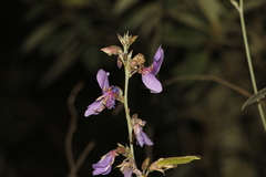 Dioclea sericea