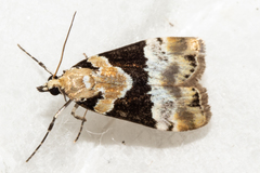 Eudonia aspidota
