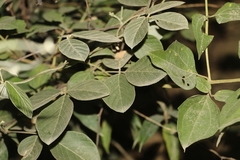 Dioclea sericea