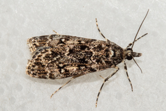 Eudonia philerga