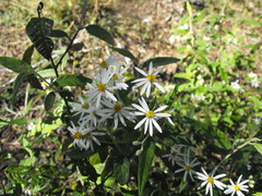 Olearia canescens