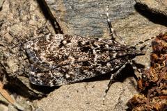 Eudonia philerga