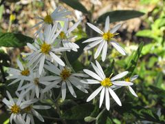 Olearia canescens