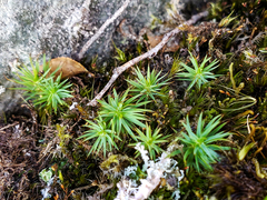 Polytrichadelphus magellanicus