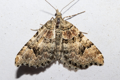 Helastia cryptica