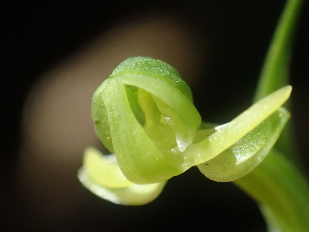 Habenaria longiracema