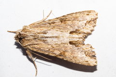 Ichneutica mollis