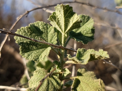 Image of Malacothamnus marrubioides by (c) Daniel S., some rights reserved (CC BY)