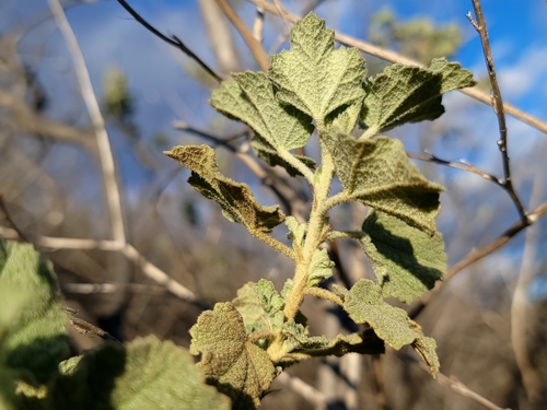 Image of Malacothamnus marrubioides by (c) Daniel S., some rights reserved (CC BY)