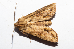 Ichneutica mollis