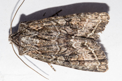 Ichneutica mutans