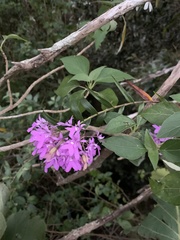 Epidendrum centropetalum