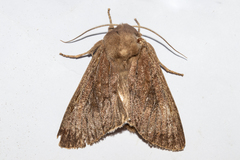 Ichneutica nullifera