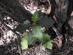 Solanum semiarmatum
