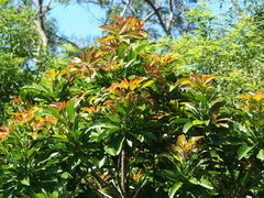 Buchanania arborescens