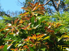Buchanania arborescens