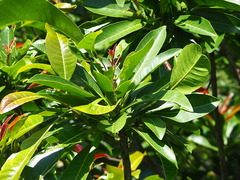 Buchanania arborescens