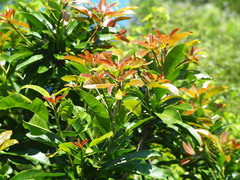 Buchanania arborescens