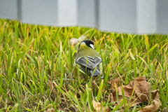 Parus major