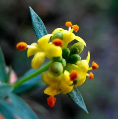 Pimelea neoanglica