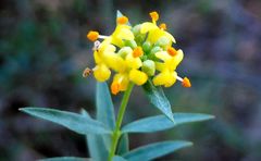 Pimelea neoanglica
