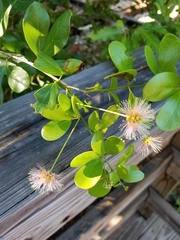 Pithecellobium keyense