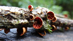 Anthracophyllum discolor