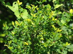 Dendrolobium dispermum