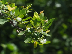 Dendrolobium dispermum