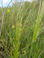 Digitaria porrecta