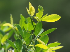Dendrolobium dispermum