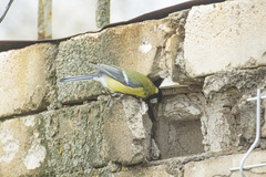Parus major