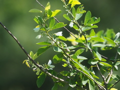 Dendrolobium dispermum