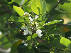 Dendrolobium dispermum