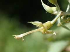 Dendrolobium dispermum