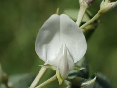 Dendrolobium dispermum