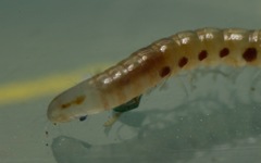 Choneiulus palmatus