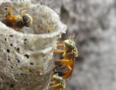 Tetragonisca angustula