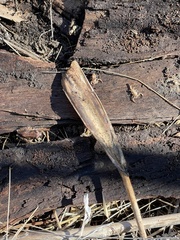 Pseudacris hypochondriaca