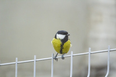 Parus major